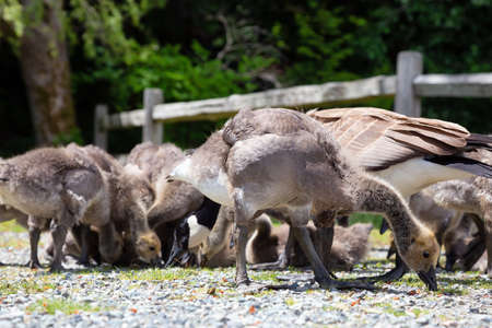 Baby Geese outdoors in the park. Taken in Bowen Island, British Columbia, Canada.