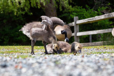 Baby Geese outdoors in the park. Taken in Bowen Island, British Columbia, Canada.の写真素材