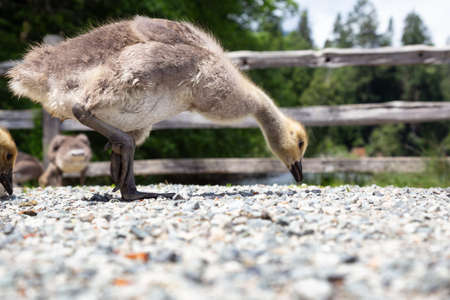 Baby Geese outdoors in the park. Taken in Bowen Island, British Columbia, Canada.の写真素材