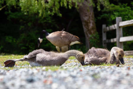 Baby Geese outdoors in the park. Taken in Bowen Island, British Columbia, Canada.の写真素材