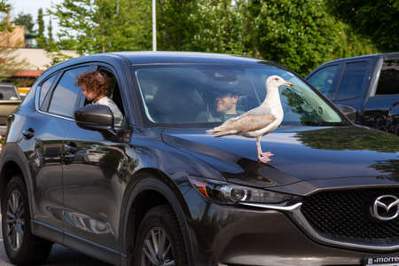 North Vancouver, British Columbia, Canada - June 5, 2020: Funny Image of Seagull standing on top of a car.のeditorial素材