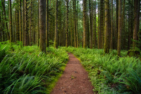 Canadian Rain Forest. Beautiful View of Fresh Green Trees in the Woods with Moss. Taken in Golden...