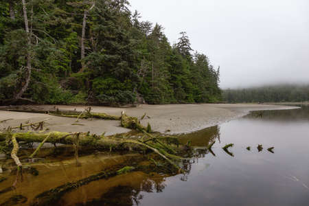 Drift Wood on a Sandy Beach during a foggy morning on the Pacific Ocean Coast. Taken at Raft Cove,...