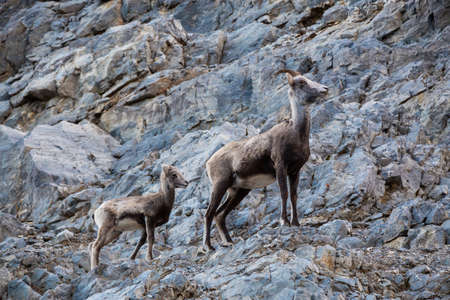 Mountain Sheep on a Rocky Cliff. Mother and her Baby. Taken in Northern British Columbia, Canada.の写真素材
