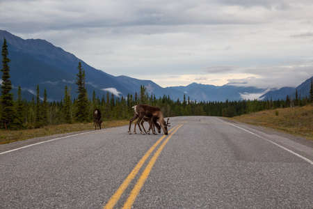 Cariboo family walking on a scenic road during a cloudy morning sunrise. Taken in Northern Canadian Rockies, British Columbia, Canada.の写真素材