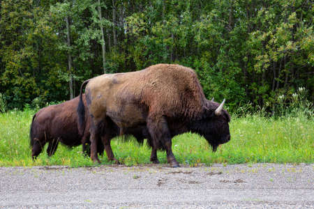 Buffalo walking on grass in Northern Canadian Rockies. Located in British Columbia, Canada.