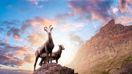 Mountain Sheep on a Rocky Cliff. Mother and her Baby. Image Composite. Background from Montana, United States of America. Colorful Sunset Sky.の写真素材