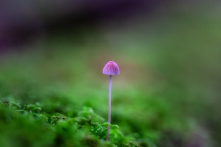Close up image of a mushroom on the tree during fall season. Taken in Squamish, British Columbia, Canada.の写真素材