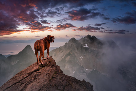 Boxer Dog Standing on top of mountain peak. Fantasy adventure composite. Landscape from British Columbia, Canada. Sunset or Sunrise with Sunrays.の写真素材