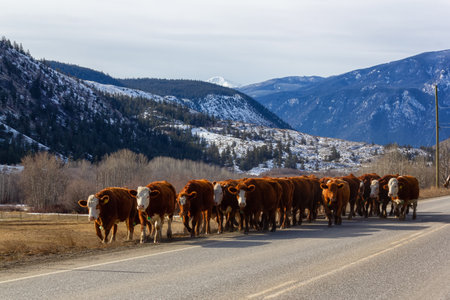 Pavilion, British Columbia, Canada - February 21, 2016: Herd of Cows walking on the road in the...