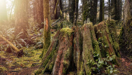 Canadian Rain Forest. Beautiful View of Fresh Green Trees in the Woods. Taken in Lynn Valley Cannyon, North Vancouver, British Columbia, Canada. Panorama Nature Backgroundの写真素材