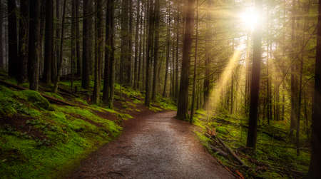 Beautiful Path in the Rainforest during a wet and rainy day. Lynn Canyon Park, North Vancouver,...