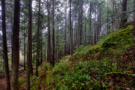 Mystical View of the Trail in Rain Forest during a foggy and rainy Winter Season. Woods in Squamish,...