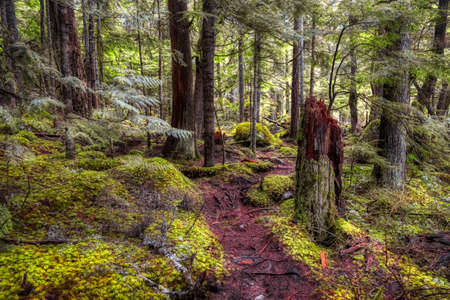 Mystical View of the Trail in Rain Forest during a foggy and rainy Winter Season. Taken in the...