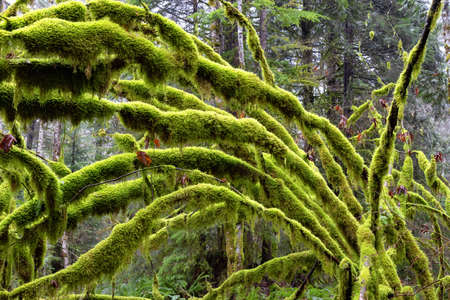 Mystical View of the Rain Forest during a foggy and rainy Winter Season. Taken in Squamish, North of Vancouver, British Columbia, Canada. Beautiful Nature Backgroundの写真素材
