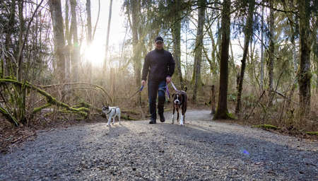 Man walking dogs on the hiking trail in the neighborhood park. Taken in Surrey, Greater Vancouver,...