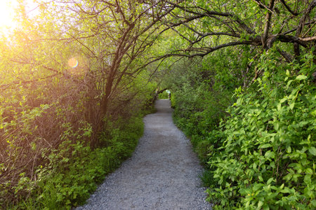 View of a Path in the woods with green fresh trees in Shoreline Trail, Port Moody, Greater...