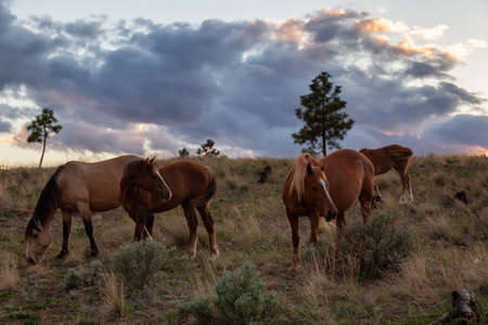 Herd of Horses in a field during a spring sunset sky. Taken in Savona, British Columbia, Canada.の写真素材