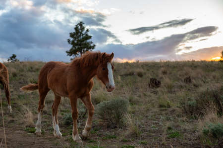 Young Horse in a field during a sunny spring sunset. Taken in Savona, British Columbia, Canada.