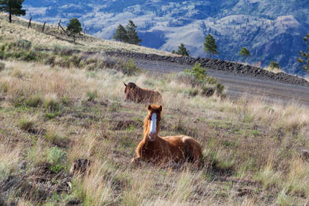 Young Horse in a field during a sunny spring day. Taken in Savona, British Columbia, Canada.の写真素材