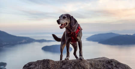 Adventurous little hiking dog on top of a mountain with scenic Canadian Nature Landscape in background. Sunny Summer Sunset. Tunnel Bluffs in Howe Sound, North of Vancouver, British Columbia, Canada.の写真素材
