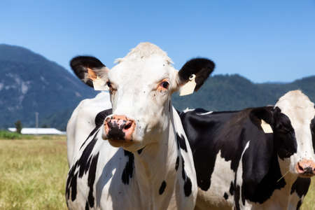Cows on a green farm field during a vibrant sunny summer day. Taken in Fraser Valley, East of Vancouver, British Columbia, Canada.の写真素材