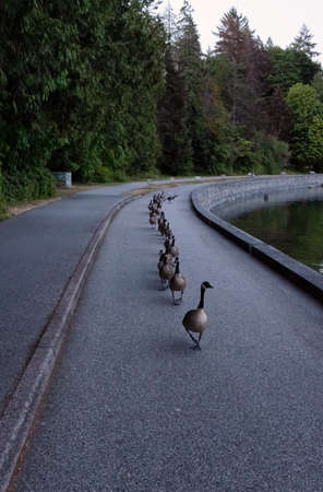 Herd of Geese walking on Seawall in Famous Stanley Park. Downtown Vancouver, British Columbia, Canada.の写真素材