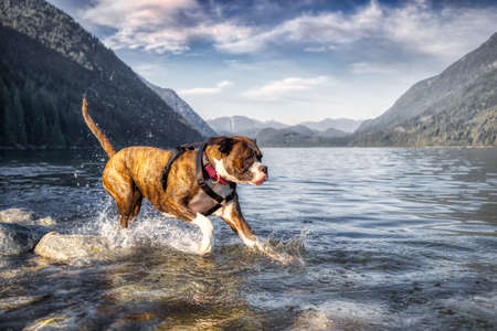 Playful and Funny Boxer Dog swimming in the water. Hot Sunny Summer Day. Alouette Lake in Maple Ridge, Greater Vancouver, British Columbia, Canada.の写真素材
