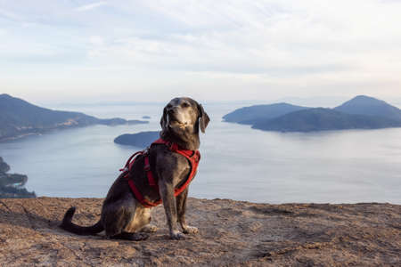 Adventurous little hiking dog on top of a mountain with scenic Canadian Nature Landscape in background. Sunny Summer Sunset. Tunnel Bluffs in Howe Sound, North of Vancouver, British Columbia, Canada.の写真素材