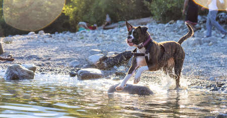 Funny and Playful Boxer Dog swimming in the water. Hot Sunny Summer Day. Alouette Lake in Maple Ridge, Greater Vancouver, British Columbia, Canada.の写真素材