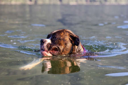 Playful and Funny Boxer Dog swimming in water. Hot Sunny Summer Day. Alouette Lake in Maple Ridge, Greater Vancouver, British Columbia, Canada.の写真素材