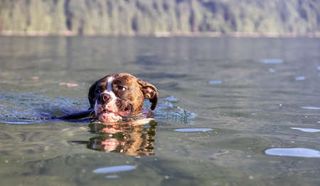 Playful and Funny Boxer Dog swimming in the water. Hot Sunny Summer Day. Alouette Lake in Maple Ridge, Greater Vancouver, British Columbia, Canada.の写真素材