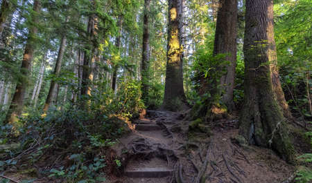 Hiking Path to Sandcut Beach in the Vibrant Rainforest and colorful green trees. Located near...