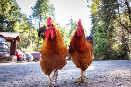 Male Rooster in a parking lot. Ruckle Provincial Park, Salt Spring Island, British Columbia, Canada.の写真素材