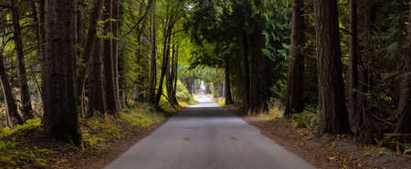 Scenic Road in the Vibrant Green Canadian Rainforest. Sunny Summer Morning. Salt Spring Island, British Columbia, Canada.の写真素材