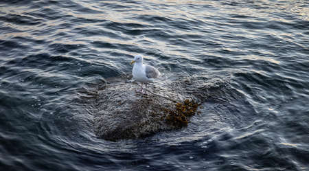 Seagull sitting on a rock on the West Coast of Pacific Ocean. Taken in West Vancouver, British Columbia, Canada.の写真素材