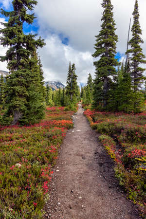 Hiking trail outdoors in Canadian nature. Sunny Fall Season. Taken in Garibaldi Provincial Park, located near Whistler and Squamish, North of Vancouver, BC, Canada.の写真素材