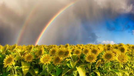 Field of blooming sunflowers in a meadow. 3d Rendering. Sunset Sky with Rainbow. Nature Background