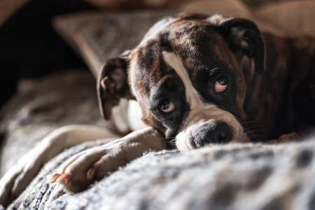 Portrait of a cute female Boxer Dog Face at home.