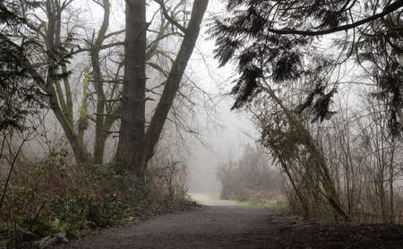 Path in the Canadian rain forest with green trees. Early morning fog in winter season. Tynehead Park...