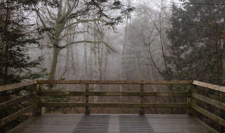 Path in the Canadian rain forest with green trees. Early morning fog in winter season. Tynehead Park in Surrey, Vancouver, British Columbia, Canada.の写真素材