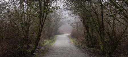Path in the Canadian rain forest with green trees. Early morning fog in winter season. Tynehead Park...