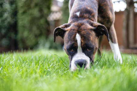 Adorable Boxer Dog on grass outside.の写真素材