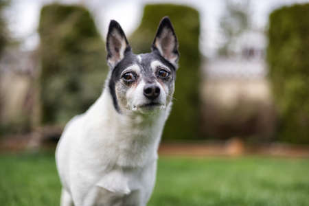 Adorable Toy Fox Terrier Dog playing on grass outside.の写真素材