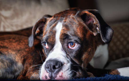 Portrait of a cute female Boxer Dog relaxing on a couch at home.の写真素材