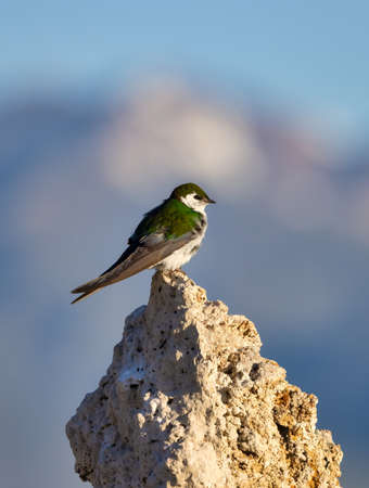 Small Bird sitting on Tufa Rock at Mono Lake, Lee Vining, California, USA.の写真素材