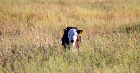 Cow Calf in a green farm field. Countryside. California, United States of America.の写真素材
