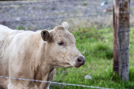 Cow in a green field. Cloudy Sky. California, United States of America.の写真素材