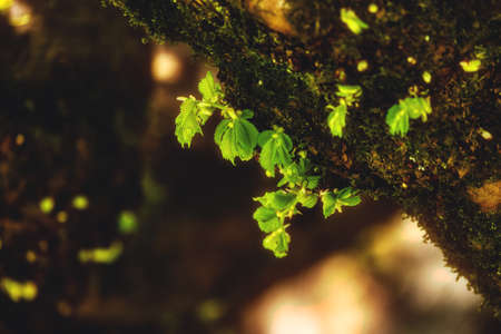 Close up View of Colorful Green Leafs on a mossy tree. Deer Lake Park. Taken in Burnaby, Vancouver,...