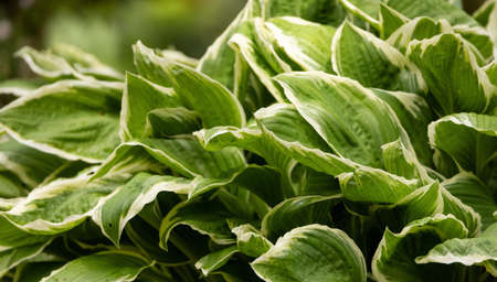 Close up View of Colorful Green Leafs in garden. Deer Lake Park. Taken in Burnaby, Vancouver,...